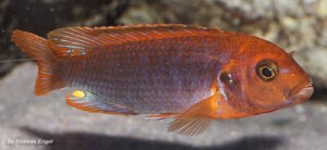 Iodotropheus sprengarae 'Makokola Reef'